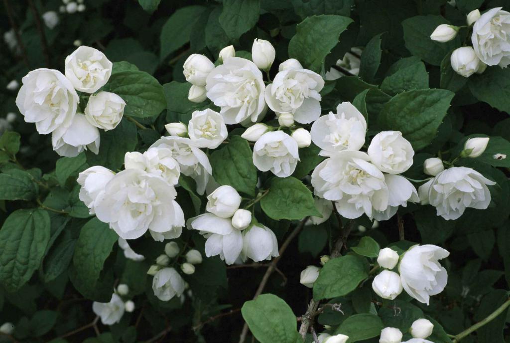 Белые цветы во сне