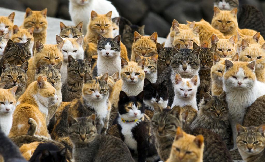 Много кошек и котов