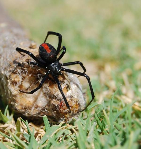 Черный паук на камне