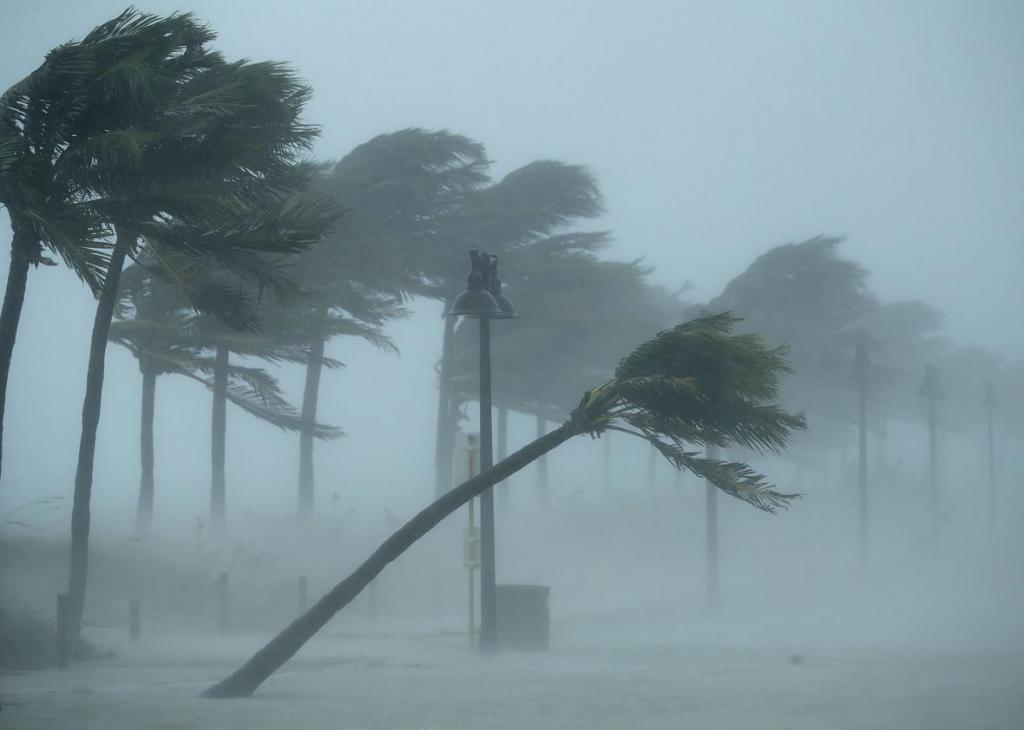 Ураган наклоняет пальмы