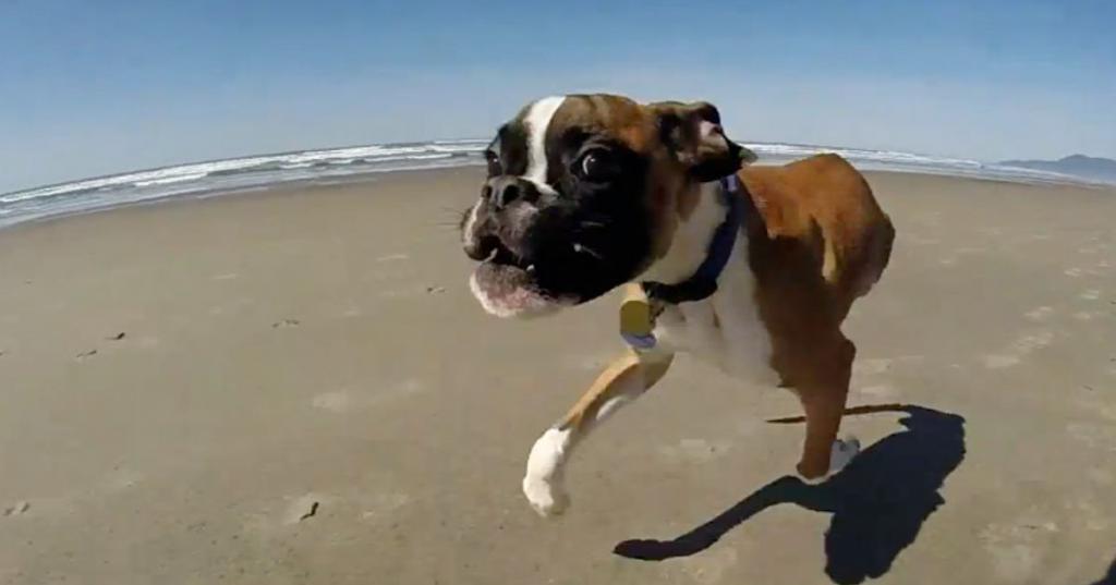 Счастливый пес на пляже
