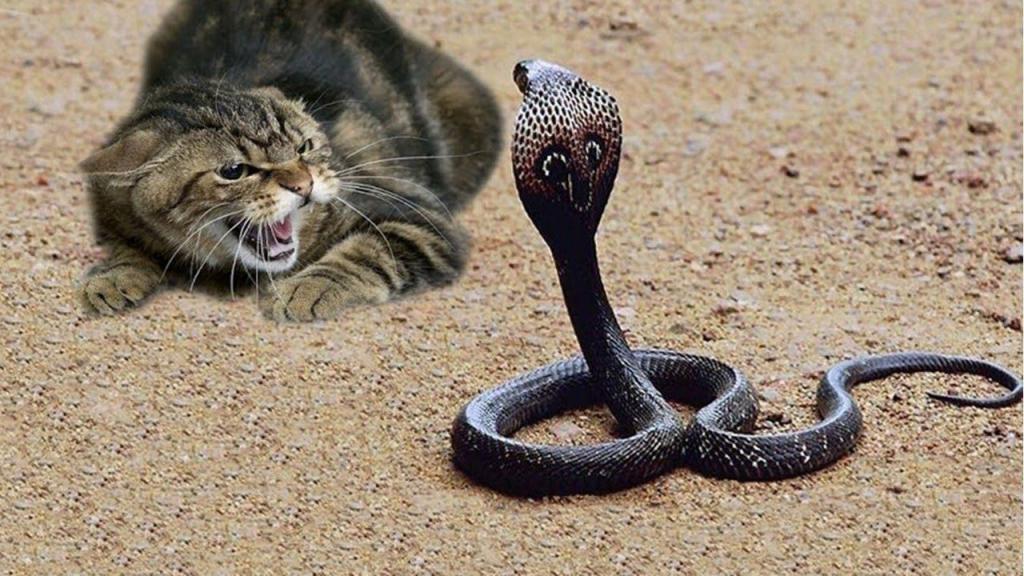Змея и кошка