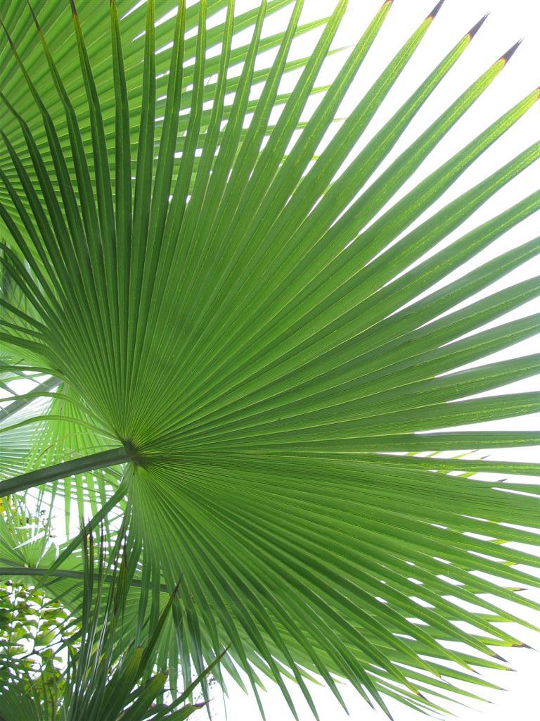 пальмовая ветвь во сне