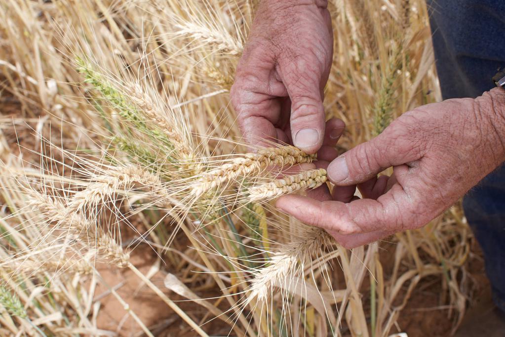 к чему снится зерно пшеницы