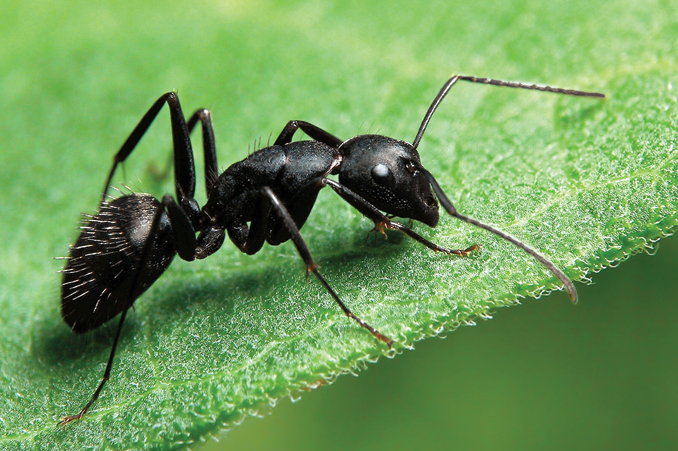 Ползет муравей
