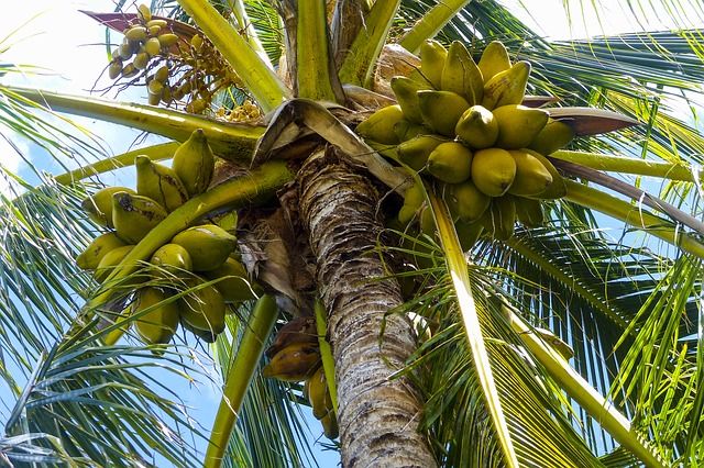 пальма с кокосами