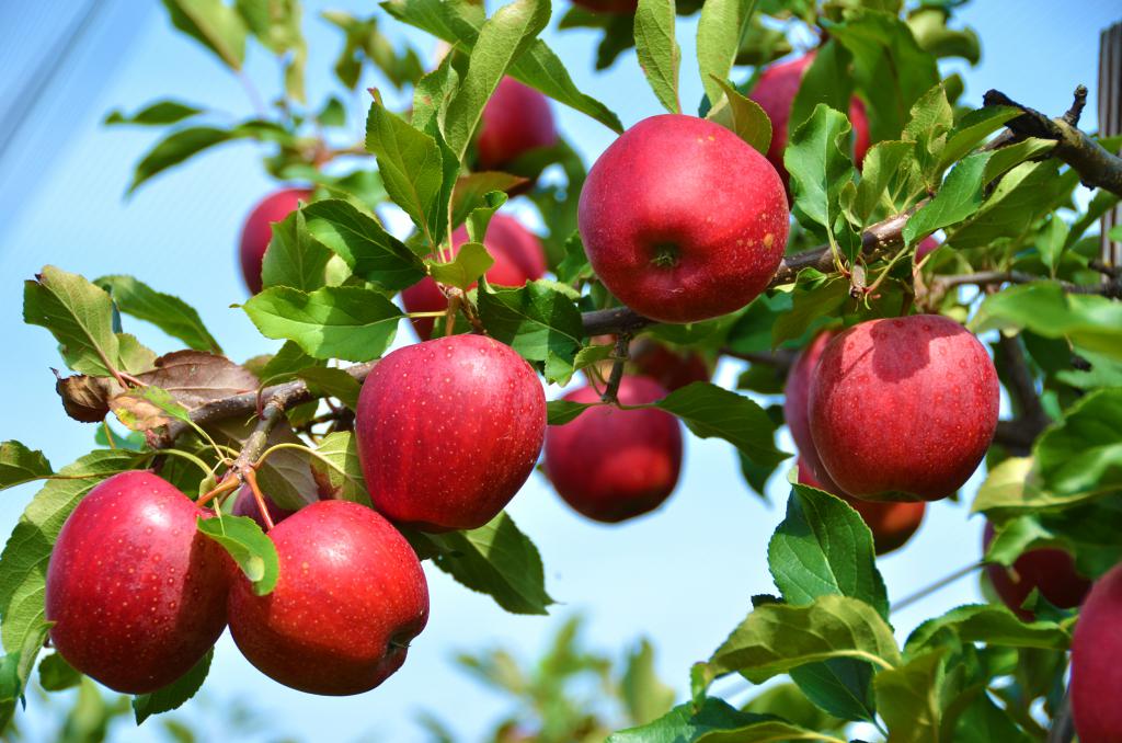 К чему снится с дерева срывать яблоки