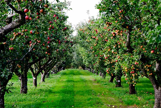 К чему снятся яблоки красные на дереве