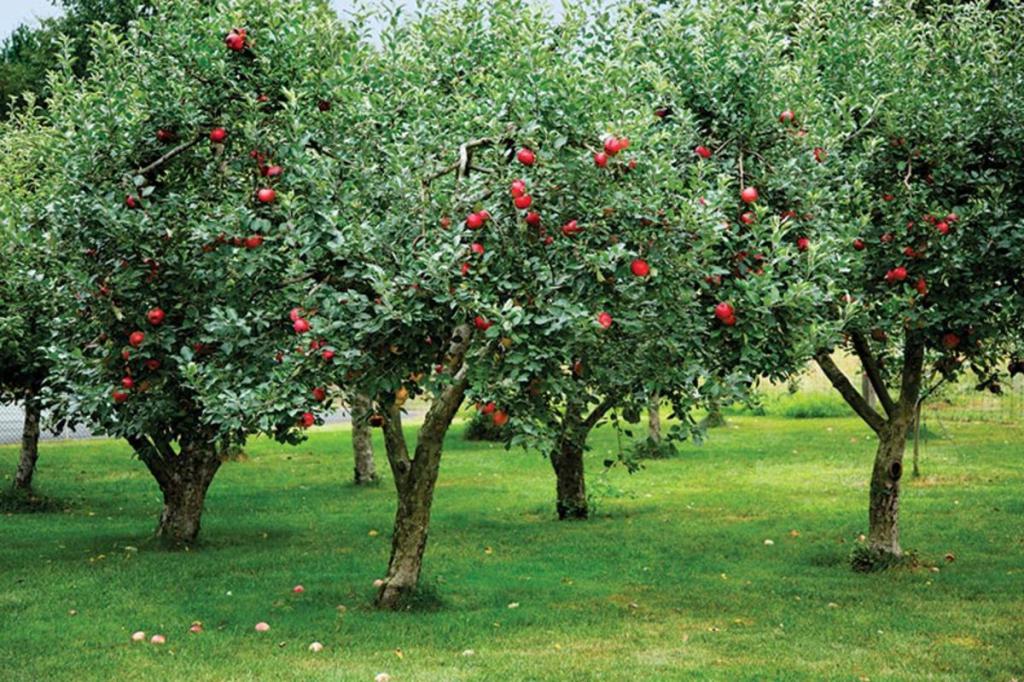 К чему снятся яблоки большие на дереве