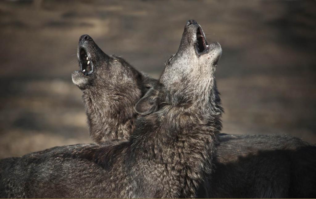 Два волка воют