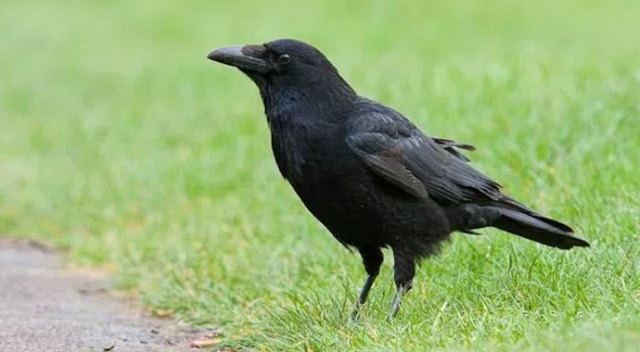 Черная ворона на траве