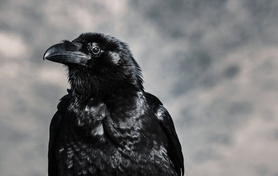 Черная ворона во сне