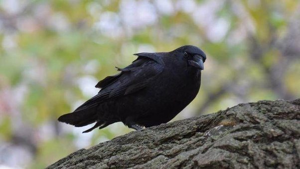 Черная ворона на ветке
