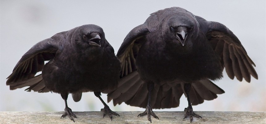 Две черных вороны