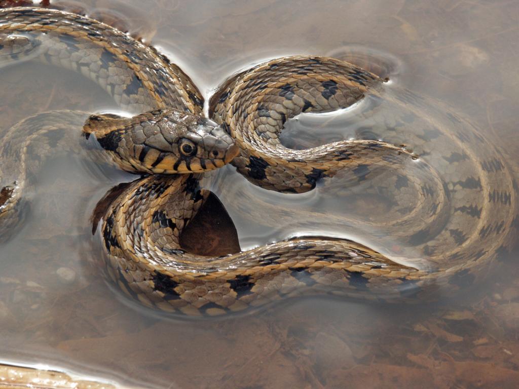 Водяная змея