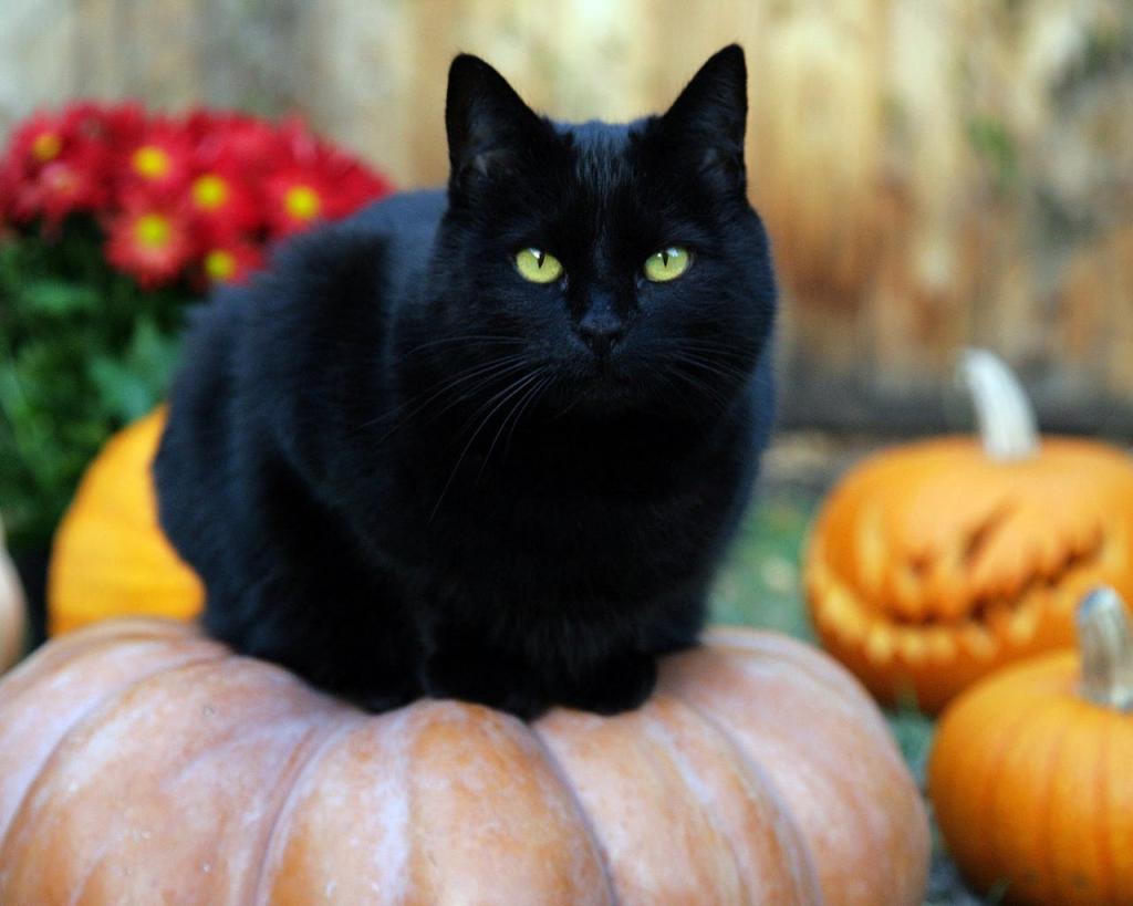 черная кошка сонник миллера