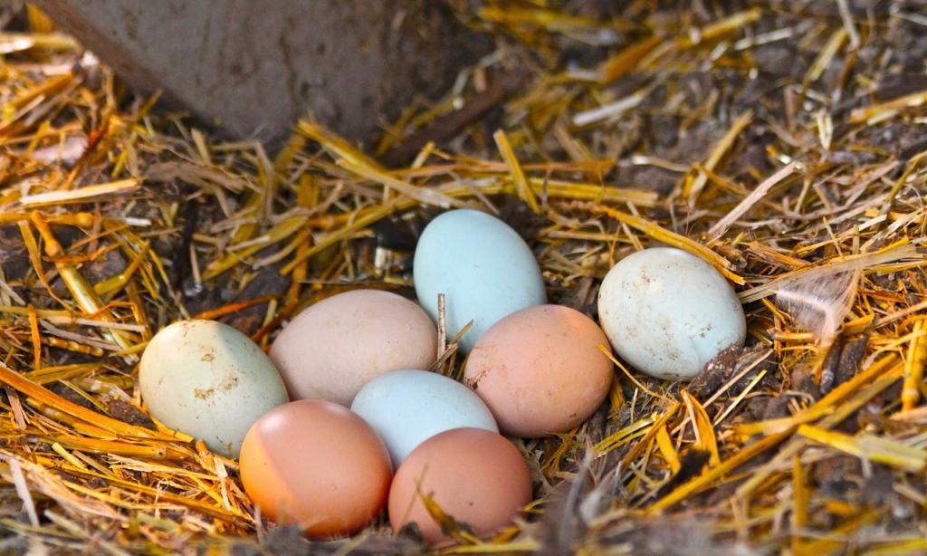 Куриные яйца в гнезде.
