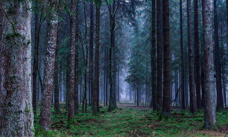 Лес темный