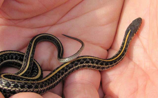 Маленькая змея в руке