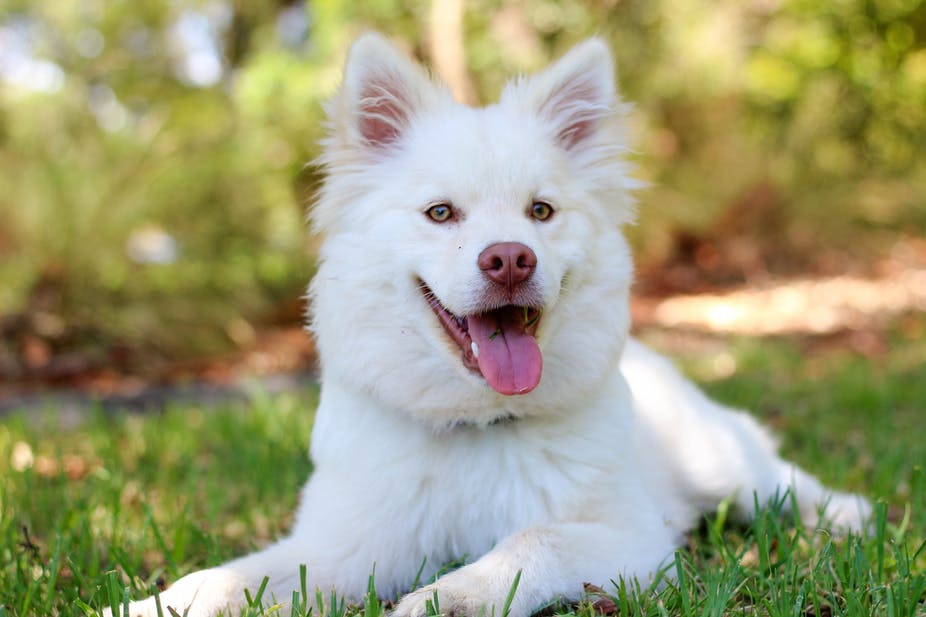 Белый пес на траве