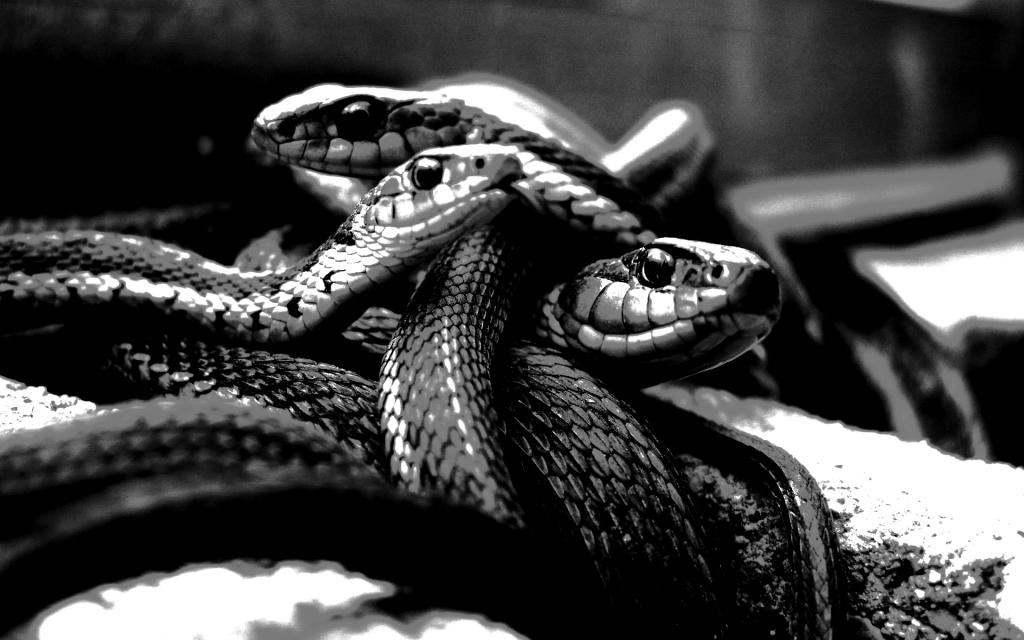 Черные змеи