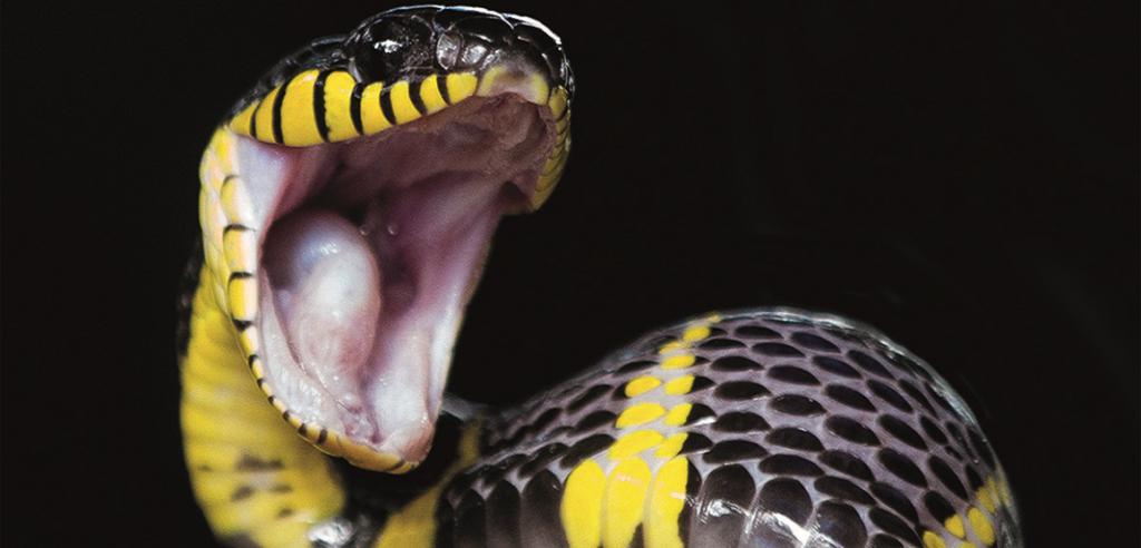 Змеи - мудрые земноводные, которые во сне, чаще всего, приносят негативные эмоции