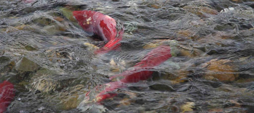 Красные рыбы в воде