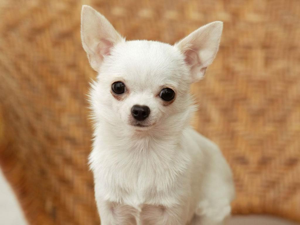 Chihuahua белая