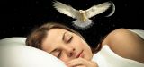 К чему снится залетевшая в дом птица: значение сновидения, что предвещает