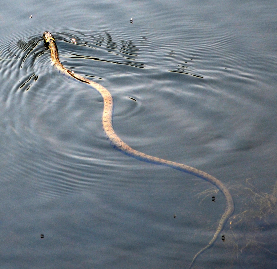 Скользящая по воде змея - женский символ