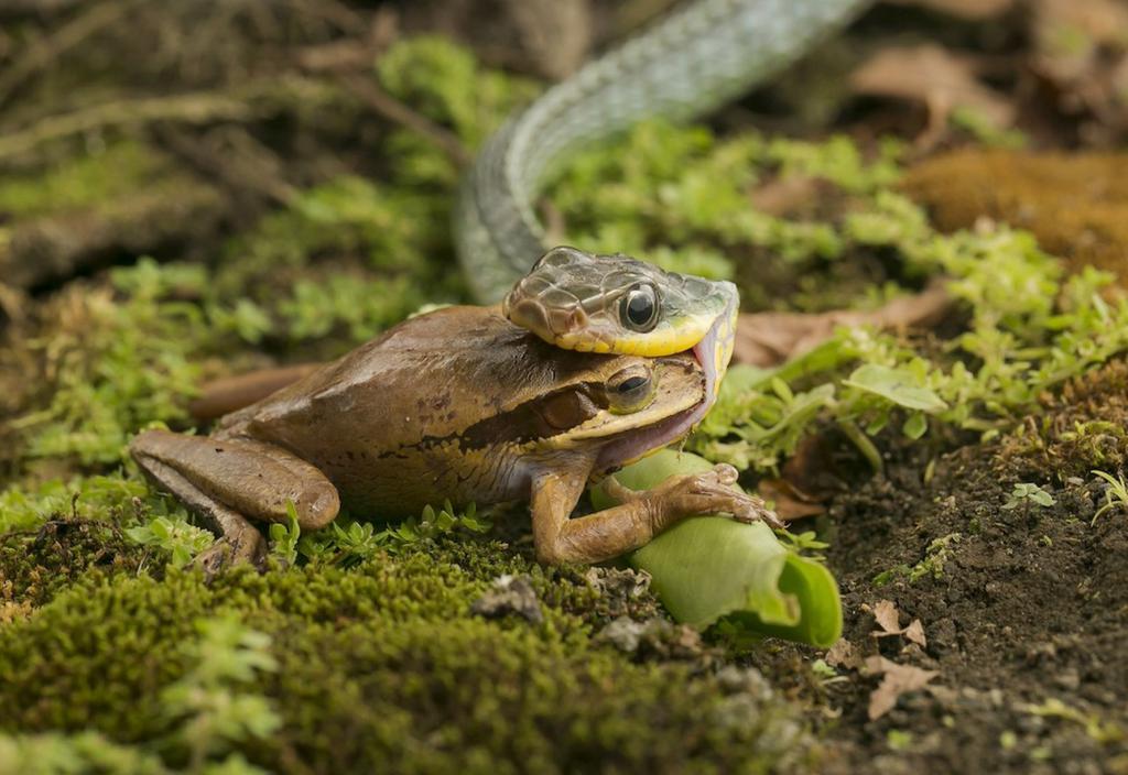 Сцена поедания змеей лягушки - сильное негативное влияние со стороны окружения