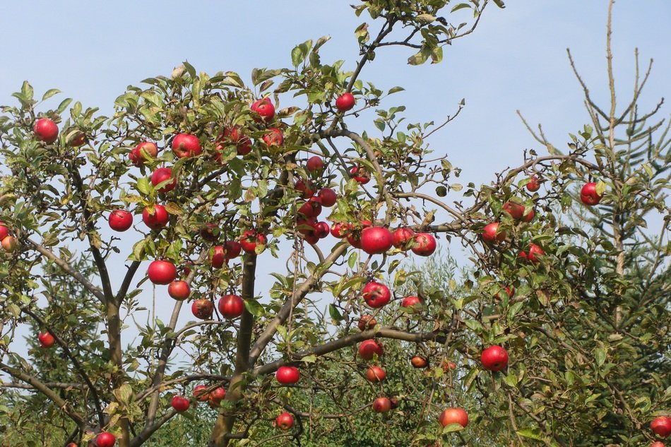Много красных яблок на ветке.