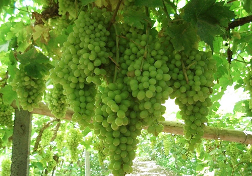 Виноградные гроздья