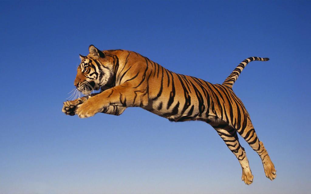 Прыжок тигра