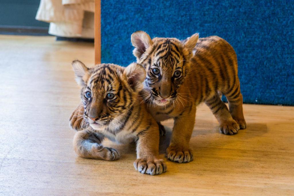 Два тигренка