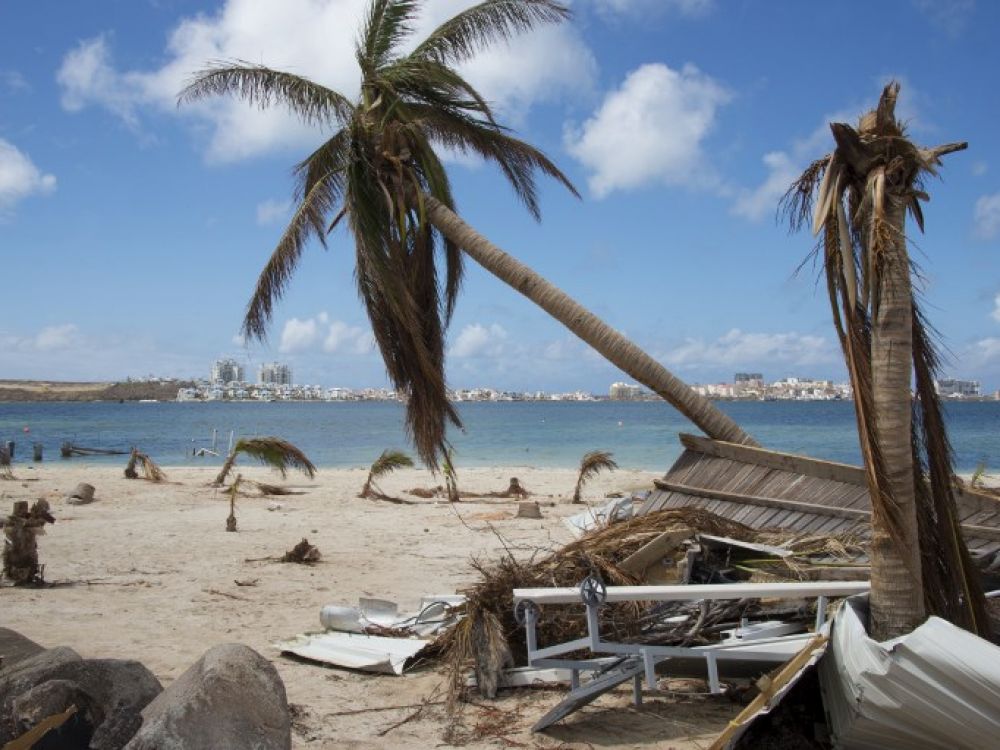 Поваленные пальмы после урагана