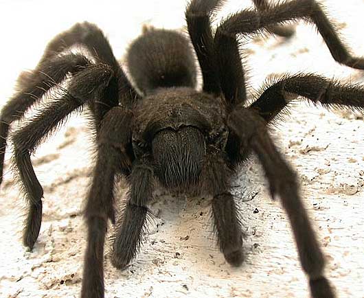 черный мохнатый паук