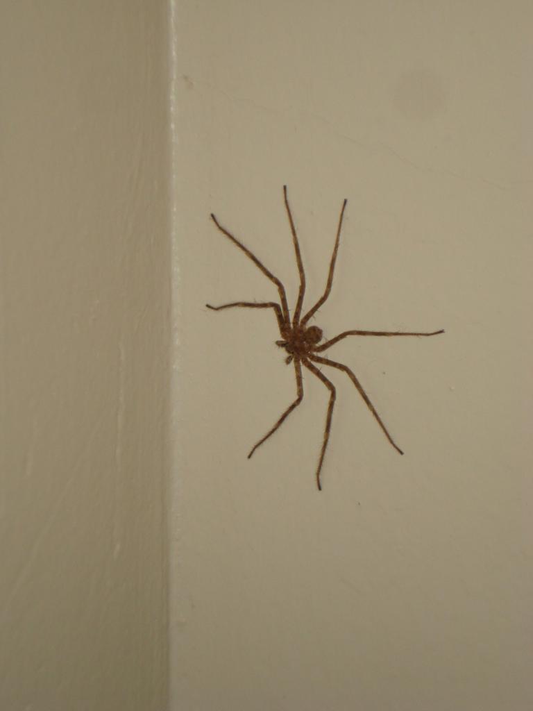 большой паук