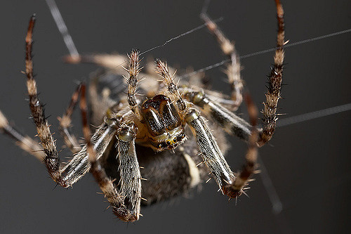 большой паук плетет паутину