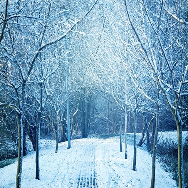 Деревья зимой в снегу