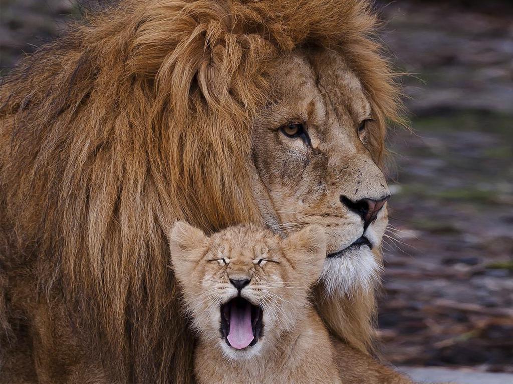 лев и львенок во сне