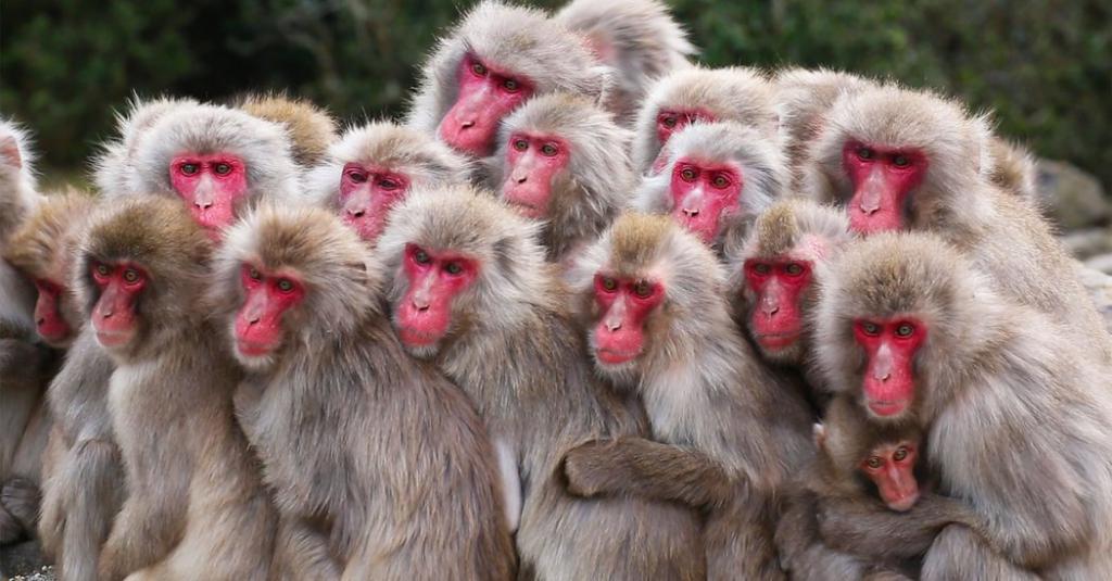 Много обезьян - много лживых людей в окружении