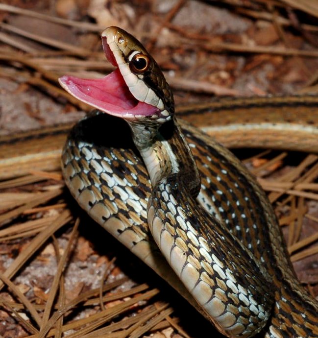 змея с открытой пастью