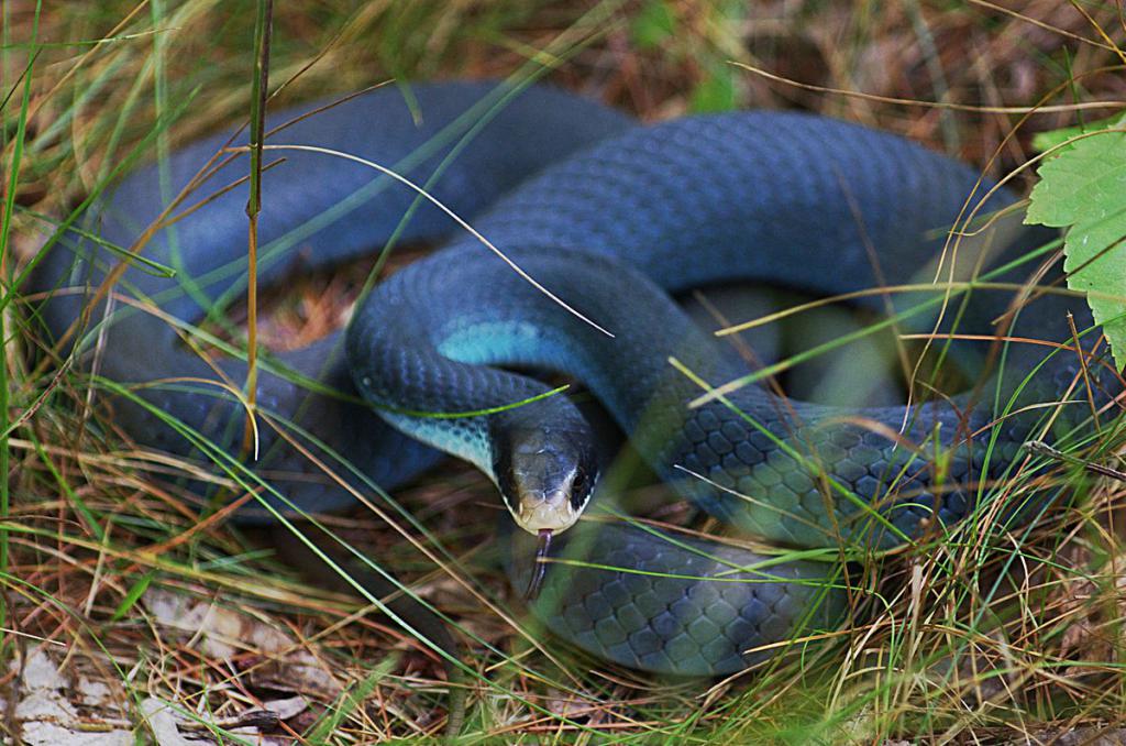 синяя змея.