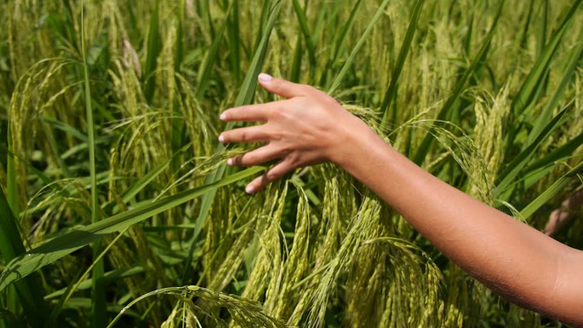 Зеленая пшеница