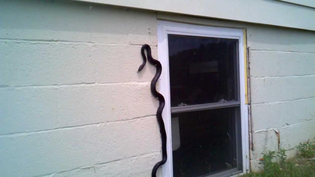 Змея на стене дома