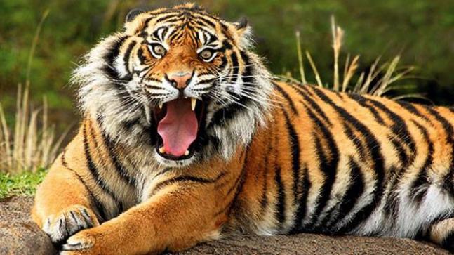 Тигр злой