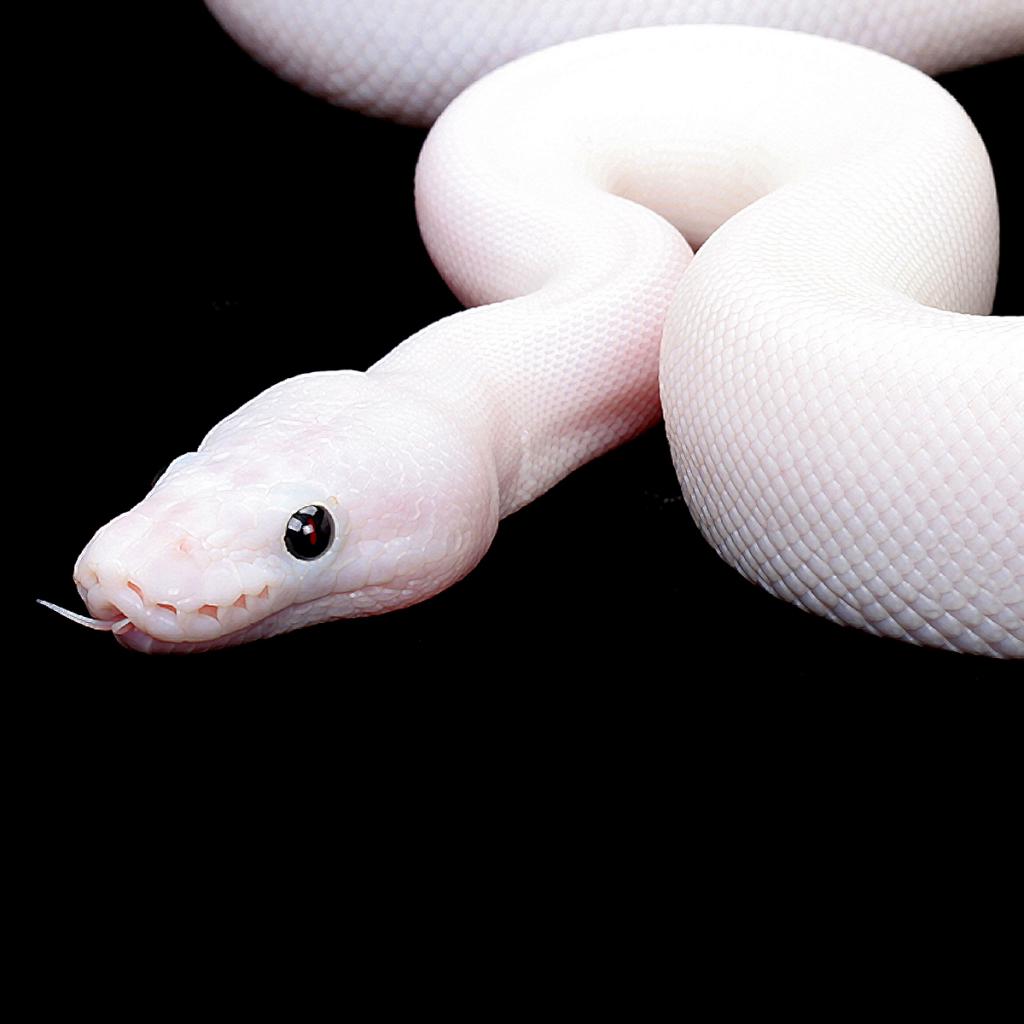 сонник змея белая