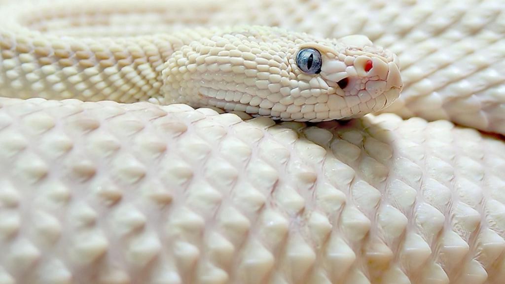видеть во сне змею белую