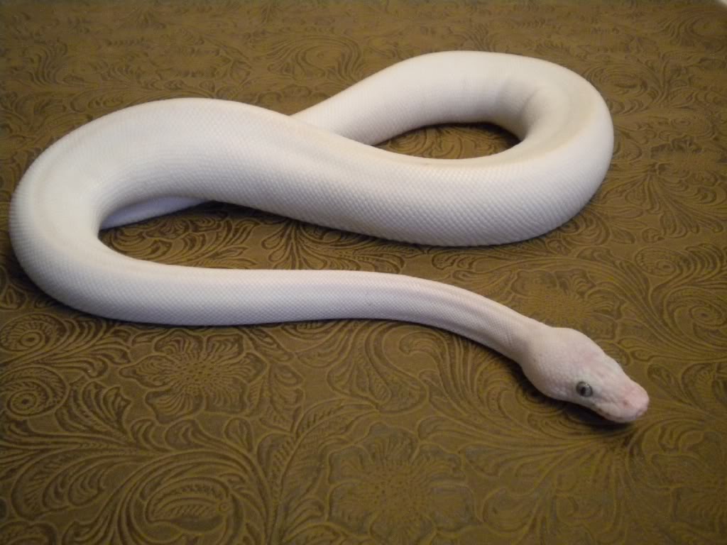 приснилась змея белая